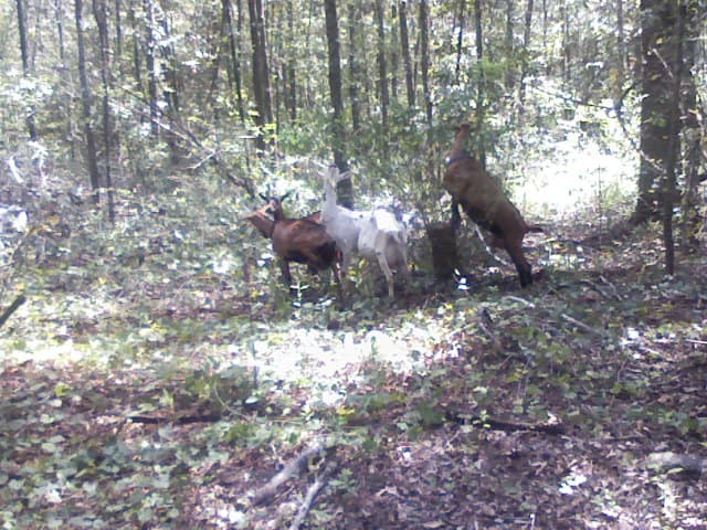 Kickin K Soap Company