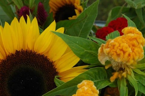 New Durham Farmers' Market