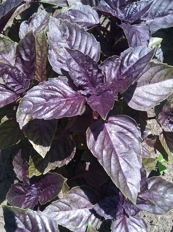 Destiny's Garden Herbs