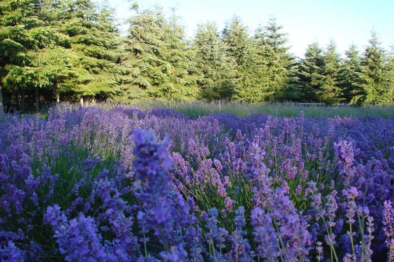 Martha Lane Lavender