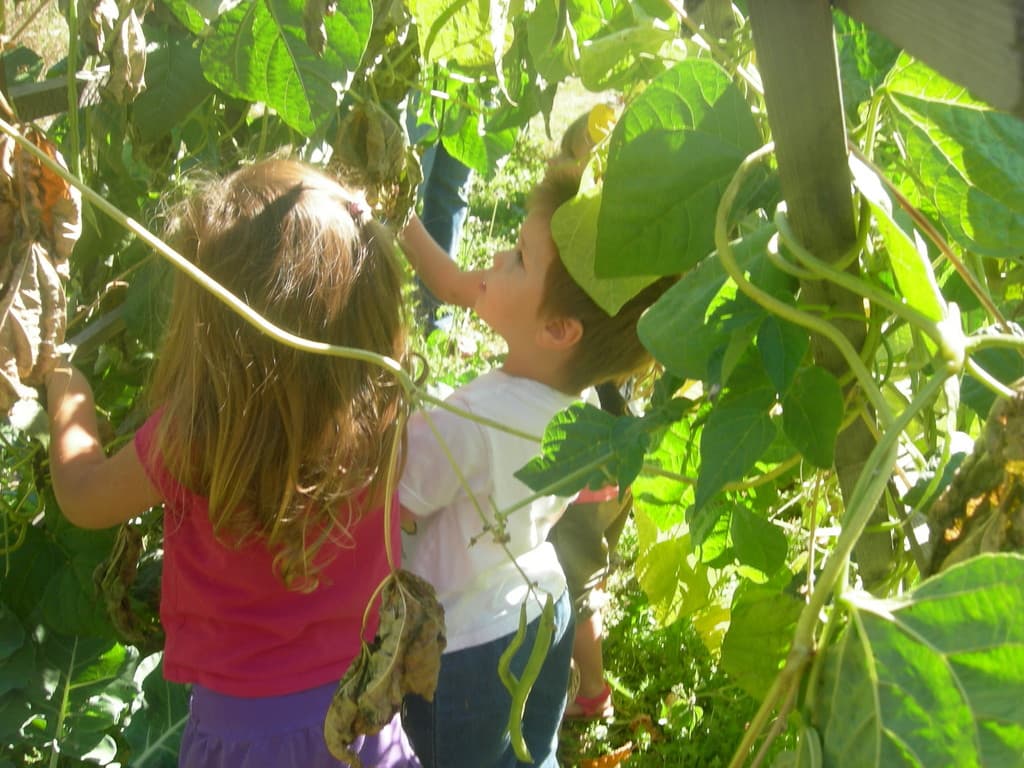 Foxglove Farm Olympia