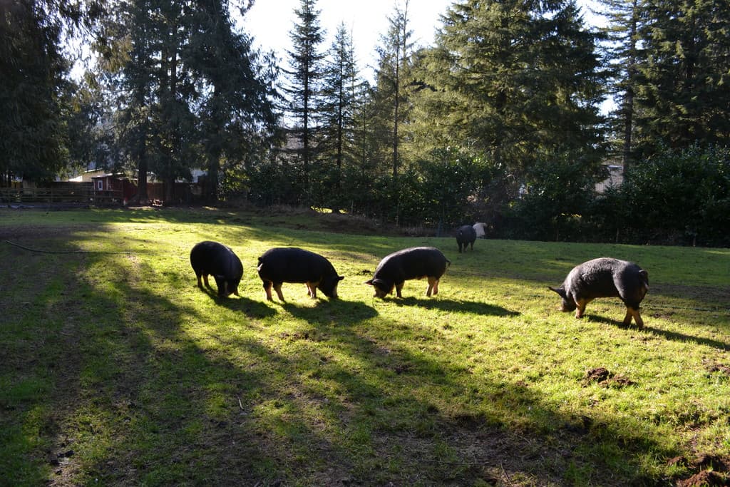 R Heritage Farm - Pasture Raised Berkshire Pork