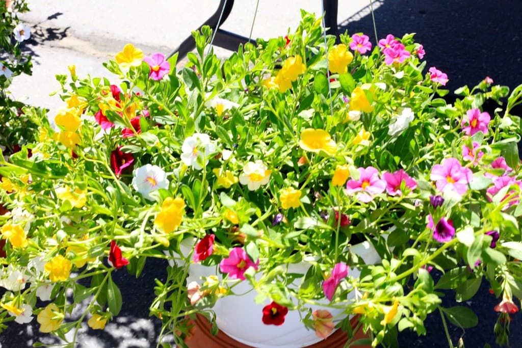 Fort Collins Farmers' Market