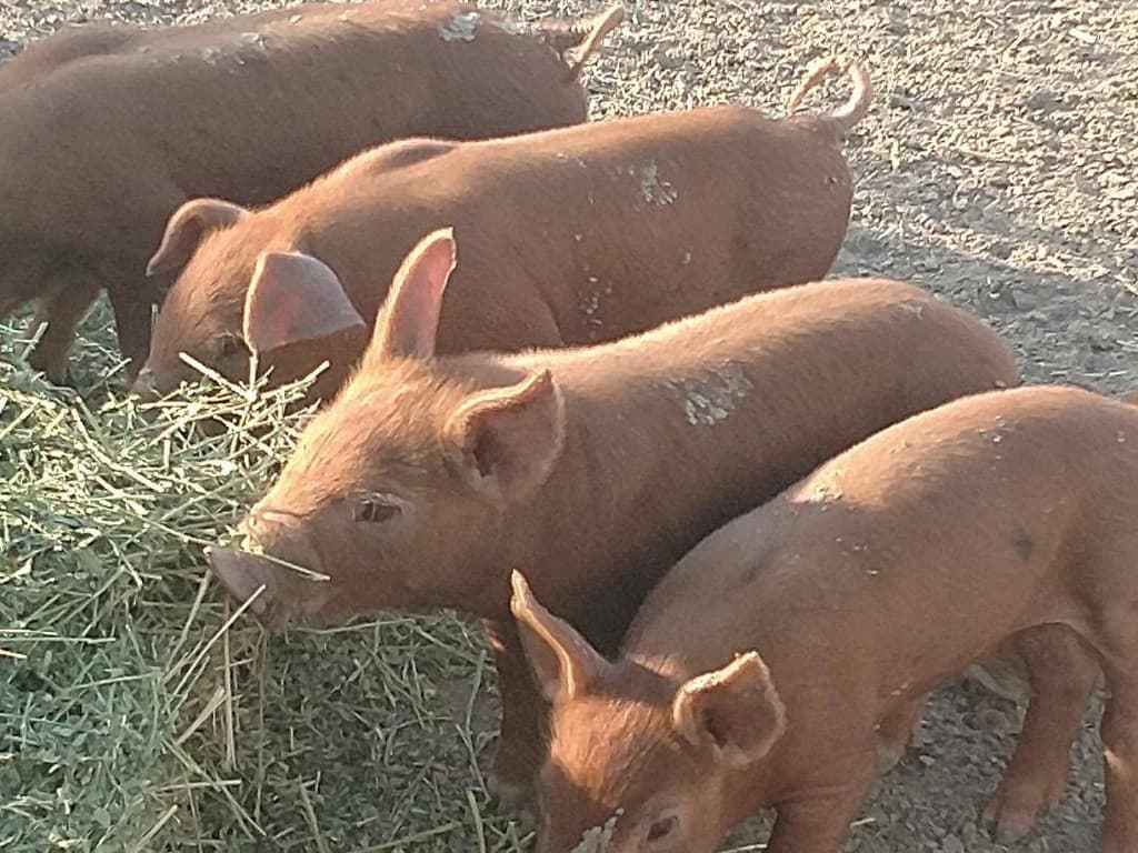 Critter Corner Farm Market