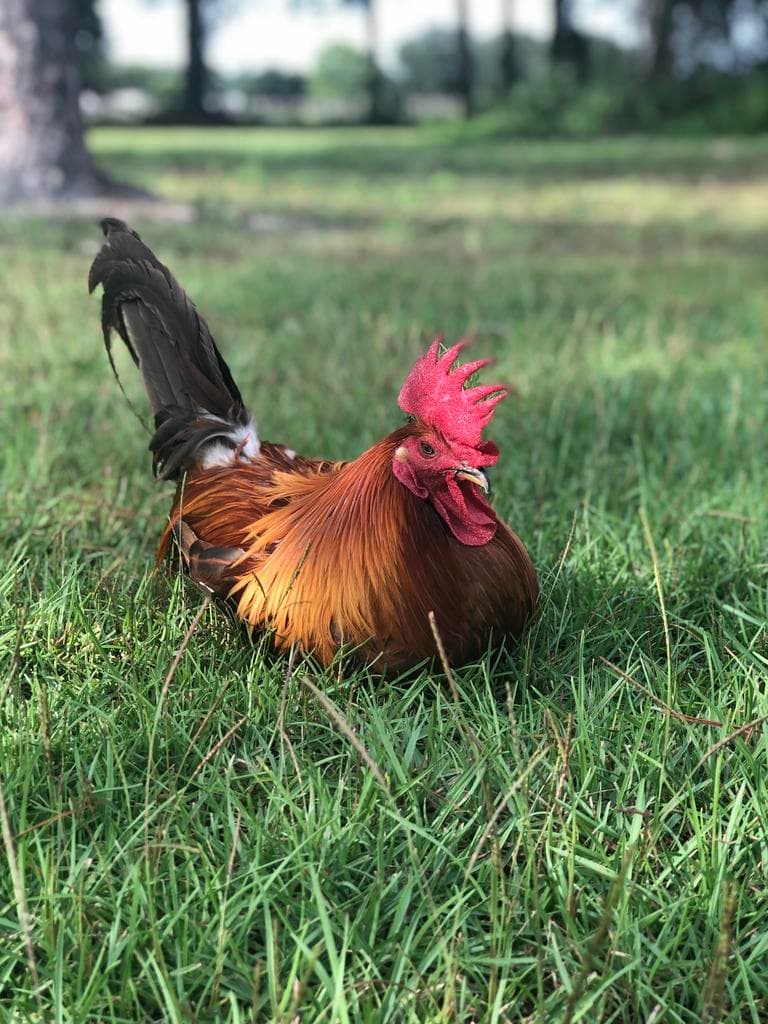 Ryleigh & Irving’s Homestead