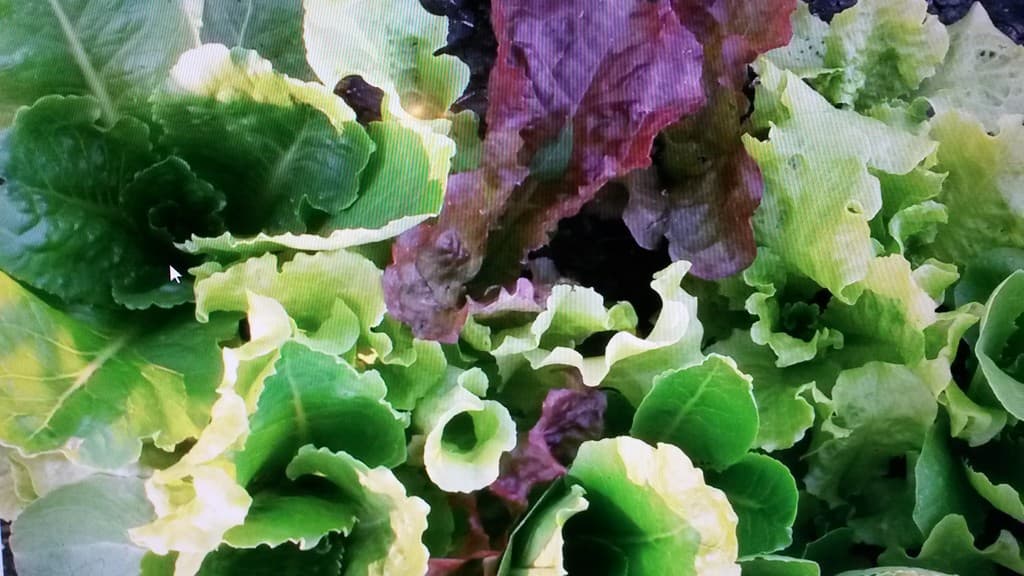 Squeezepenny Sustainable Farm