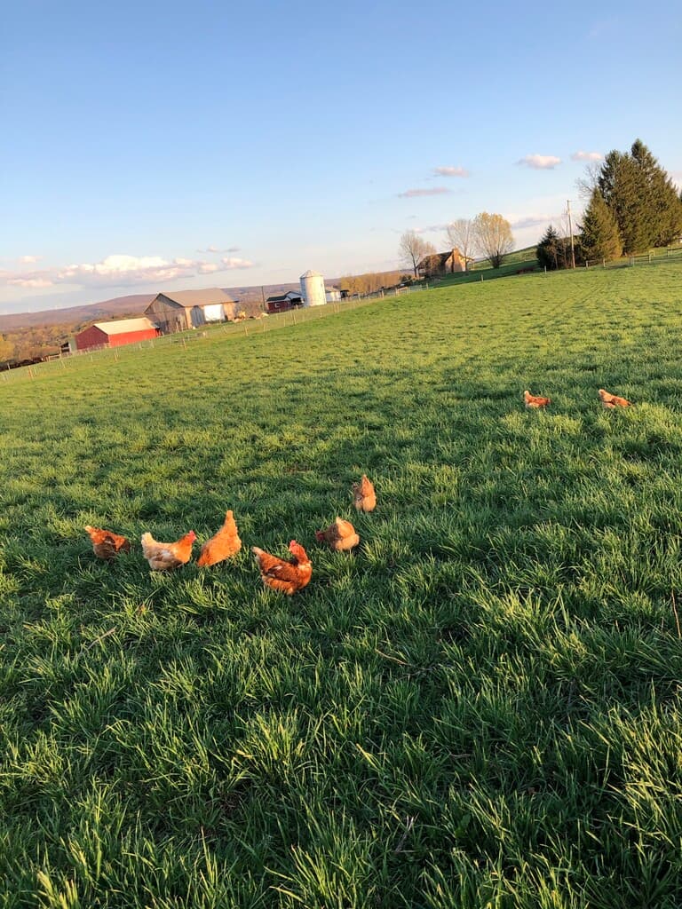 McCormick Family Farm