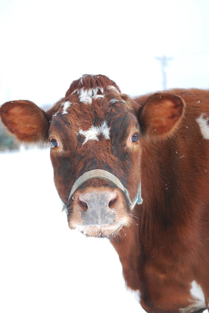 Whispering Hope Farm