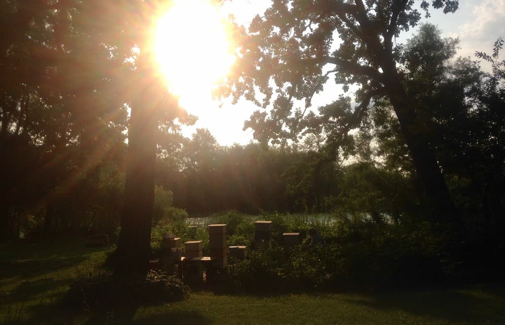 Wellness Rising Farmers Market