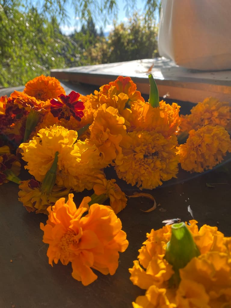 Seed + Spoke Farms - Roadside Farm Stand