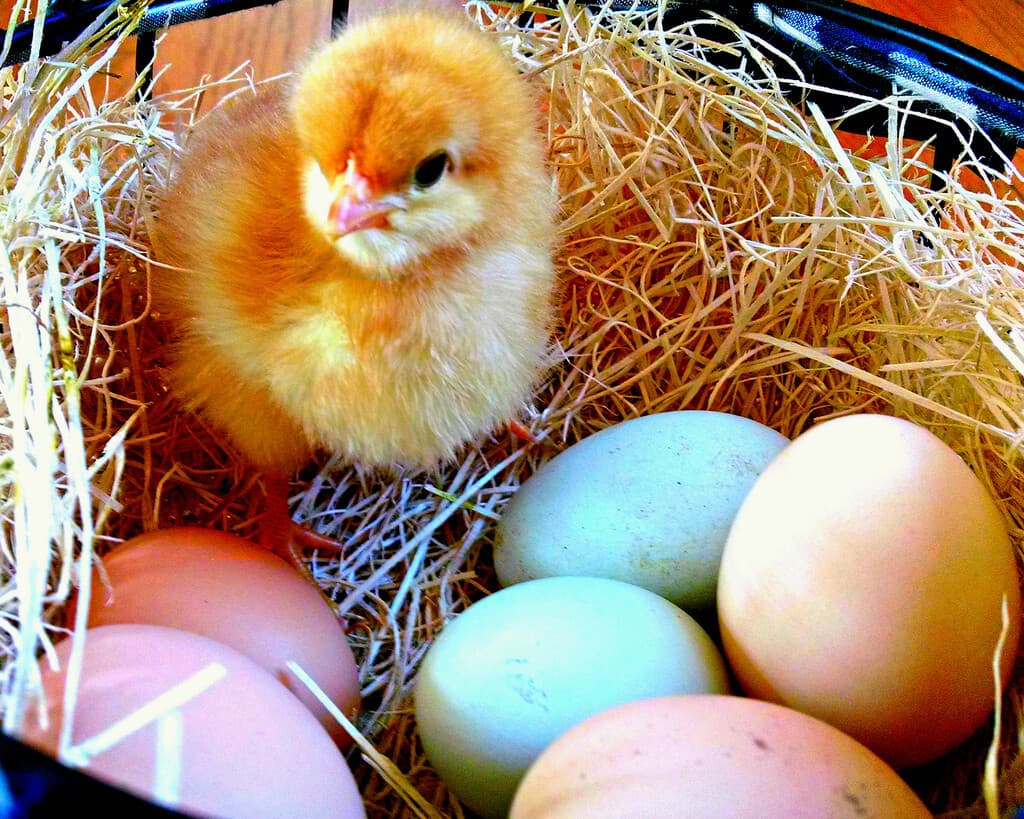 Green Springs Flower Farm