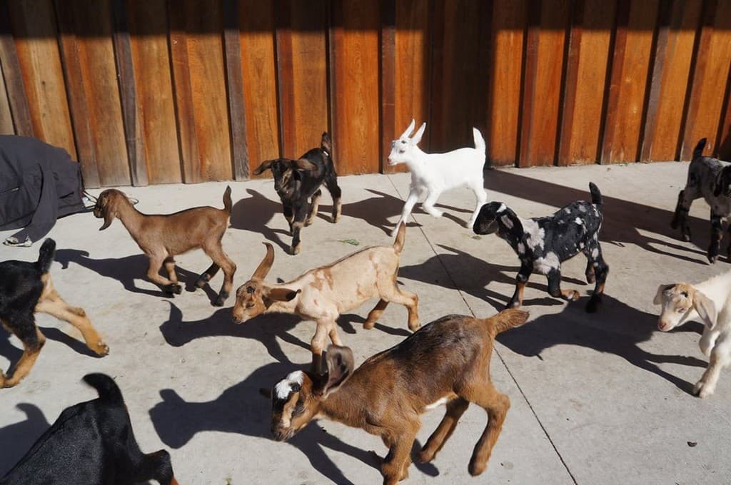 Yolkers Wilde Dairy Goats