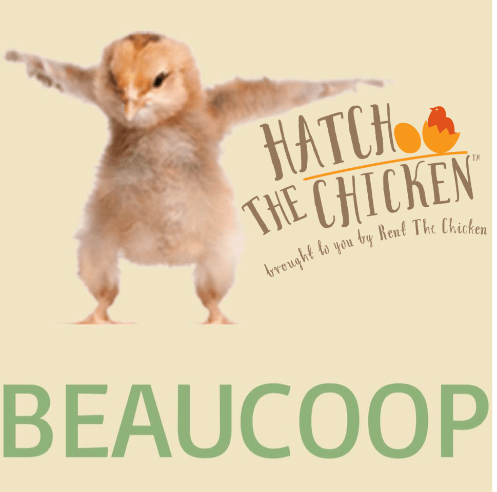BeauCoop Chickens + More
