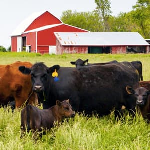 Kettle Range Meat Company