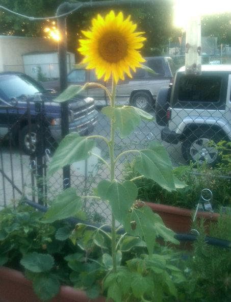 Hop Toad and Frog Farm & Market