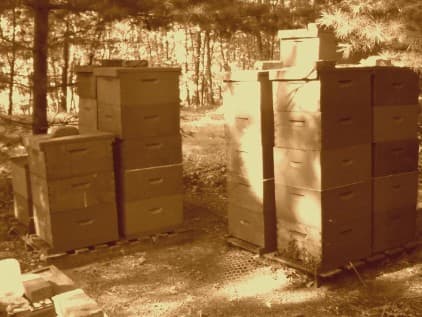 Acacia Grove Honey Farms