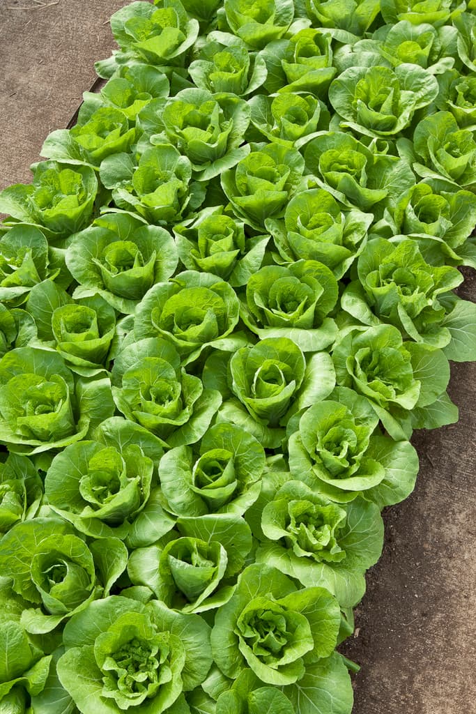 Millsap Farm CSA and Produce