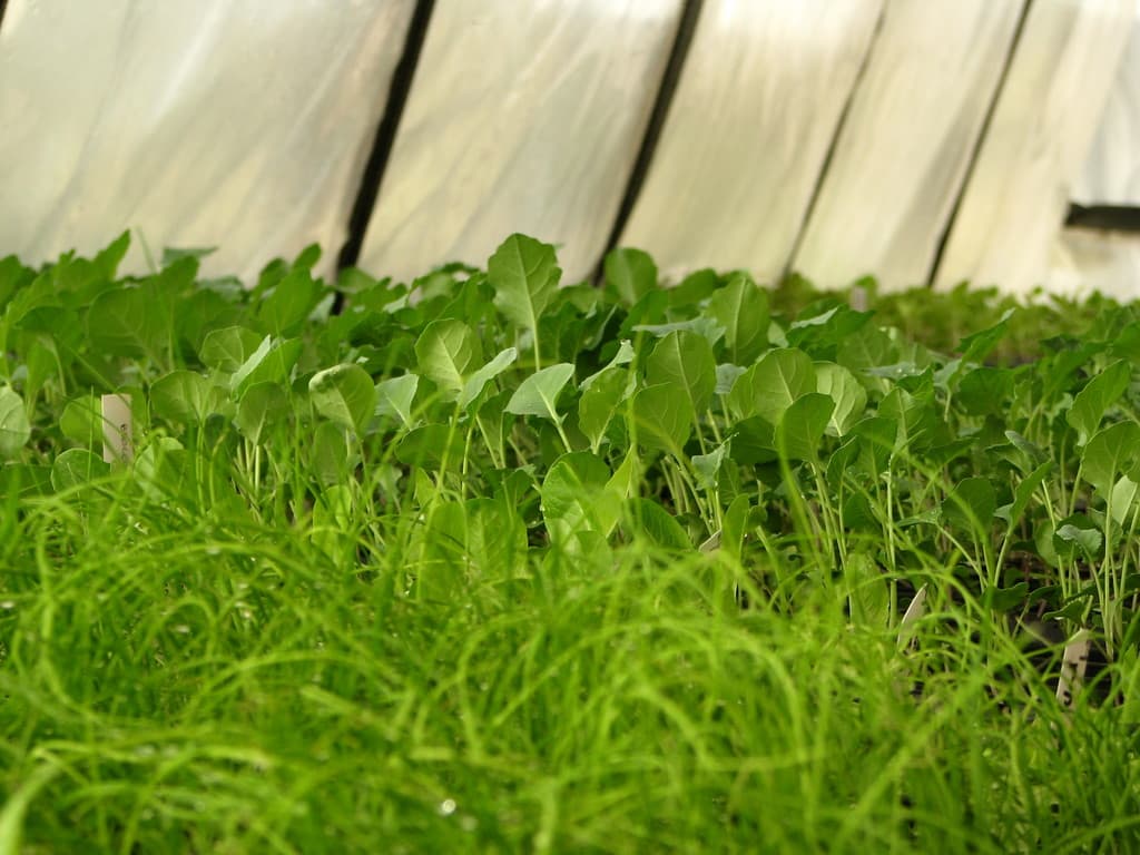 World Hunger Relief, Inc.