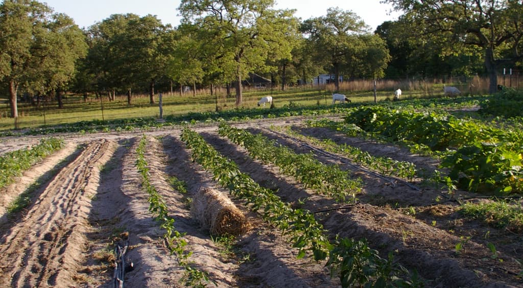 Wholesome Harvest Farm