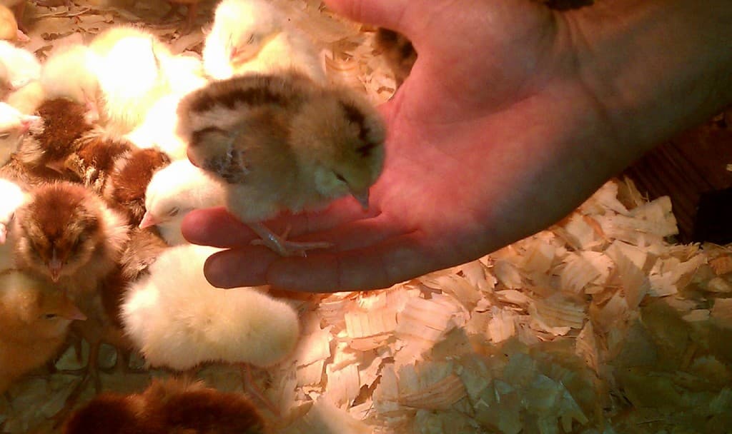 Scooby's Organic Farm