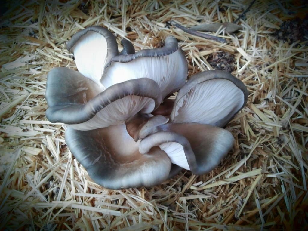Atlanta Gourmet Mushroom
