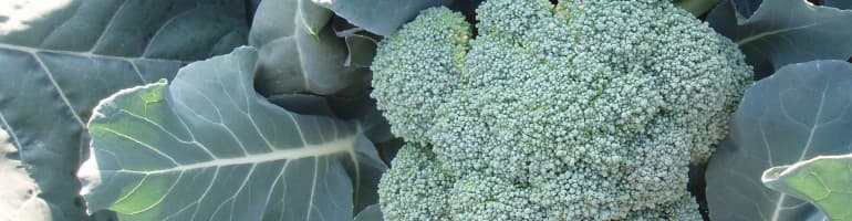 Firsthand Farmers Cooperative