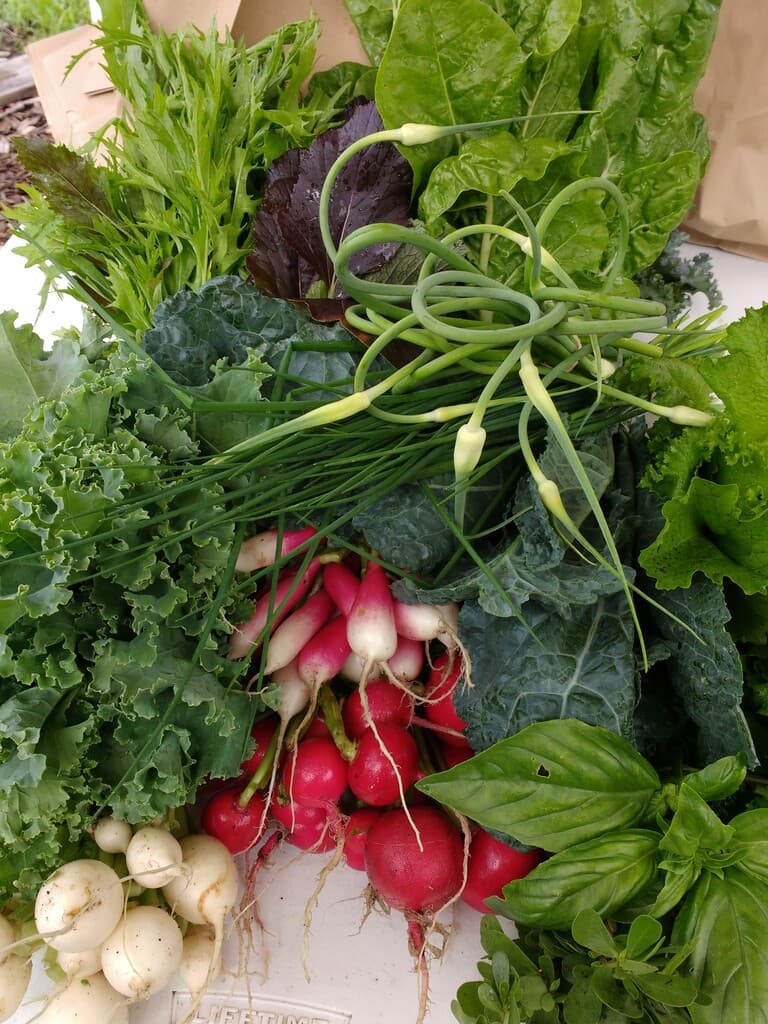 Global Garden Refugee Training Farm