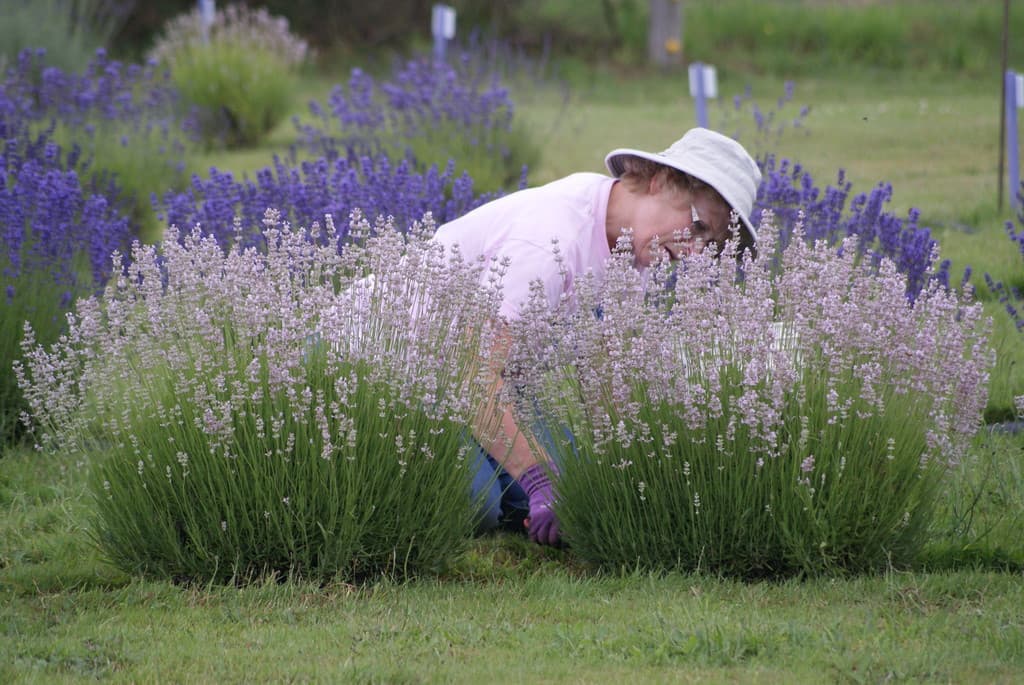 Castle Rock Lavender