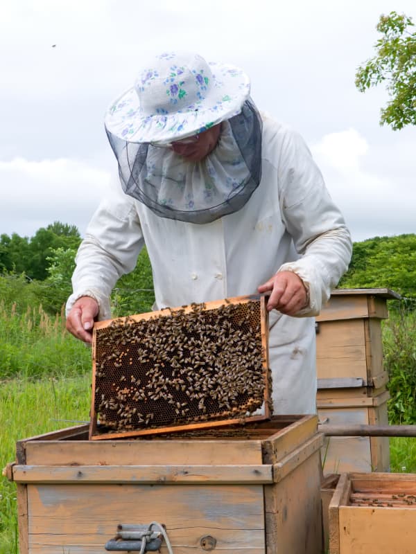 Golden Harvest Beekeeping