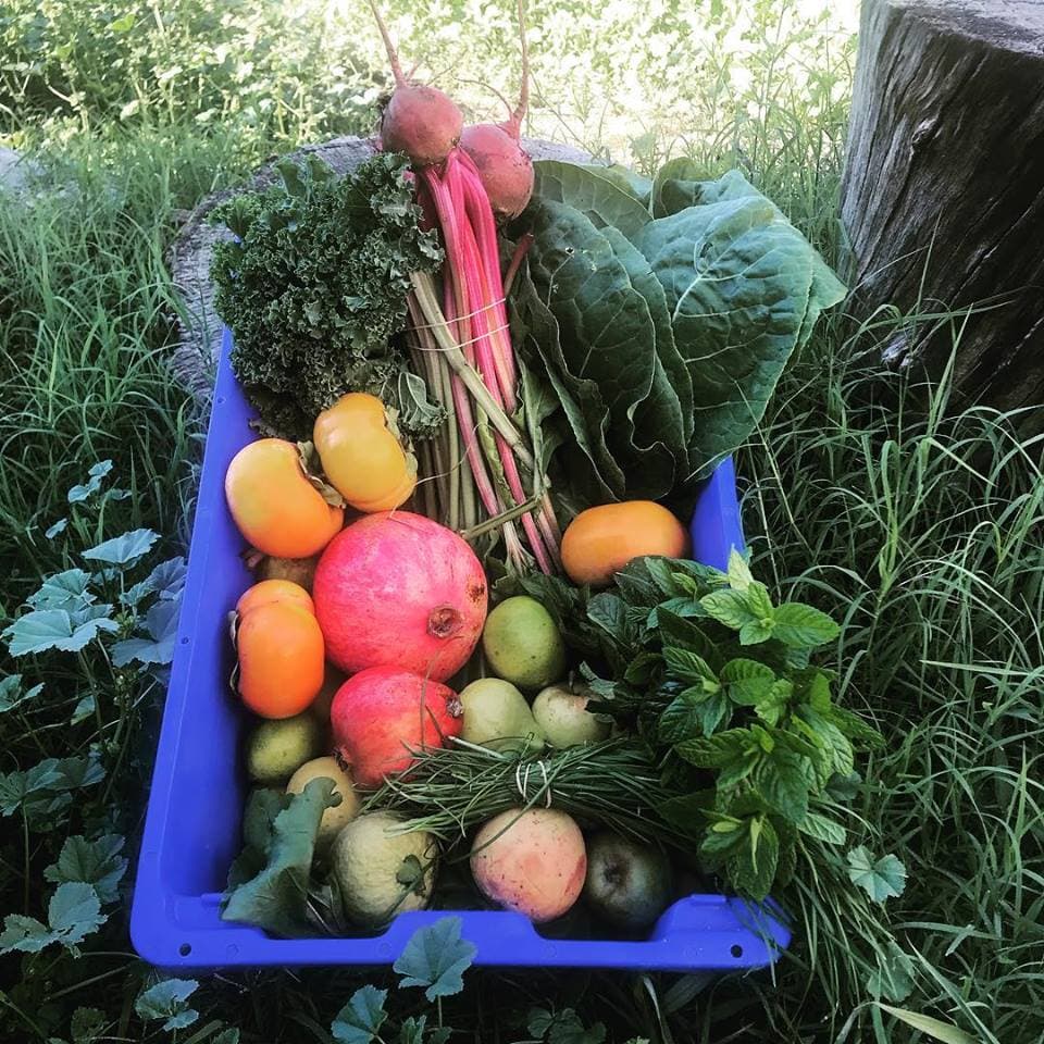 The Growing Experience