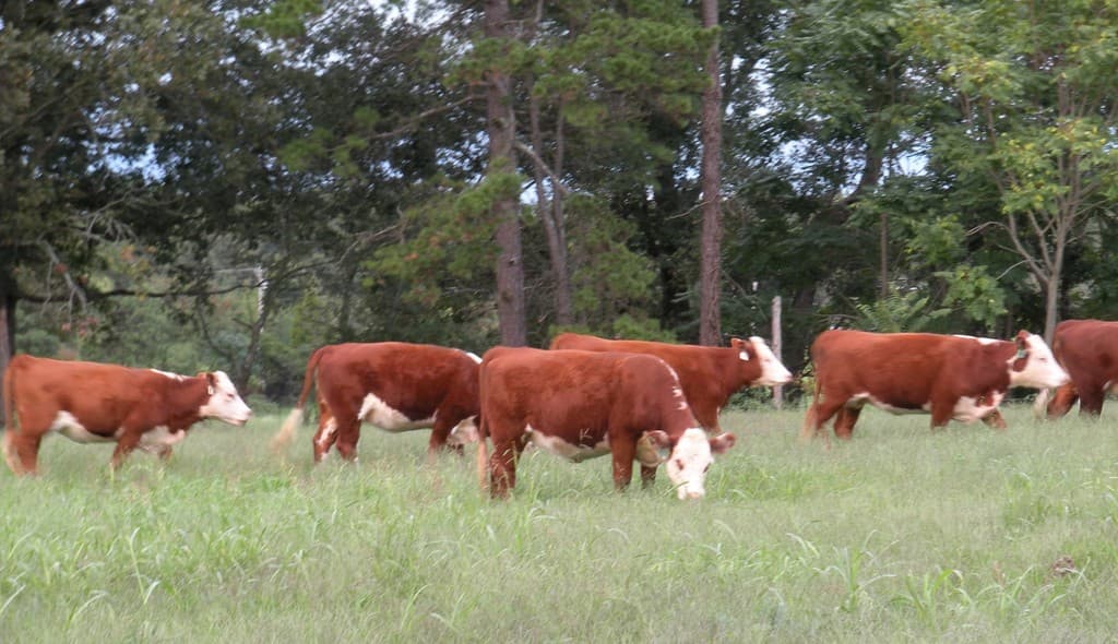 Carolina Grassfed Beef & Free-Range Eggs