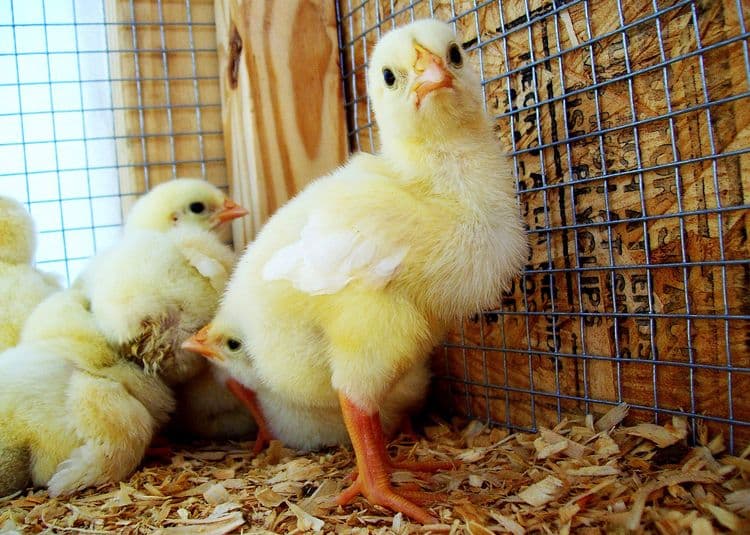 Laughing Chicken Farm