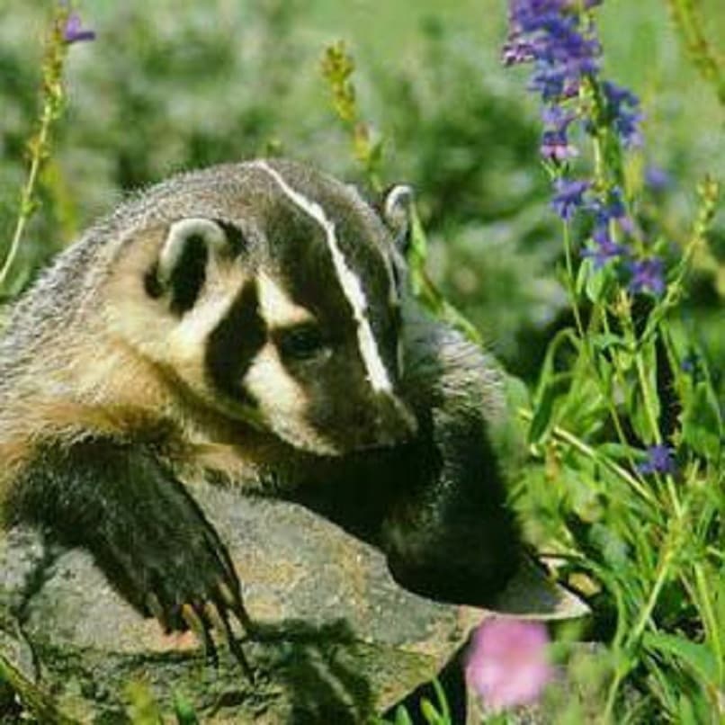 Badger Wellness Herbal Remedies