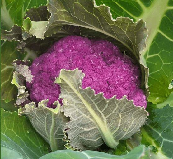 Rose City Farmers Market