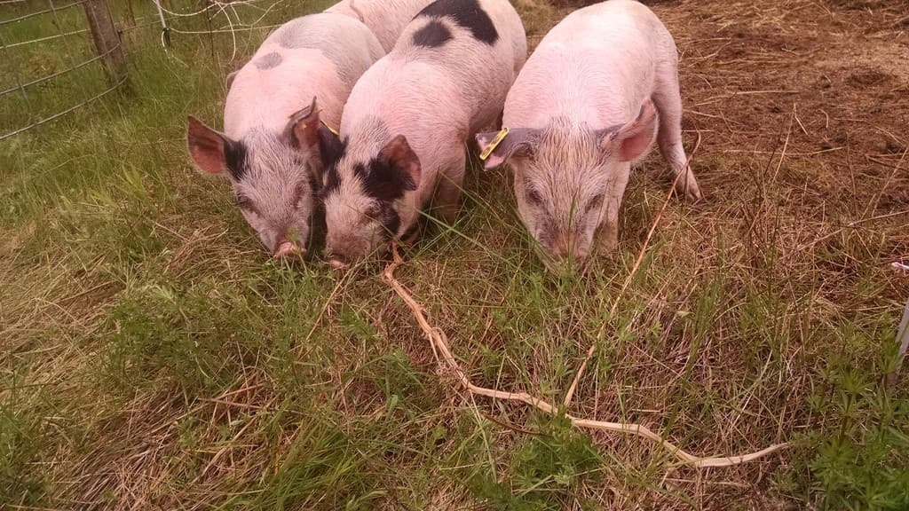 Perennial Pastures Farm