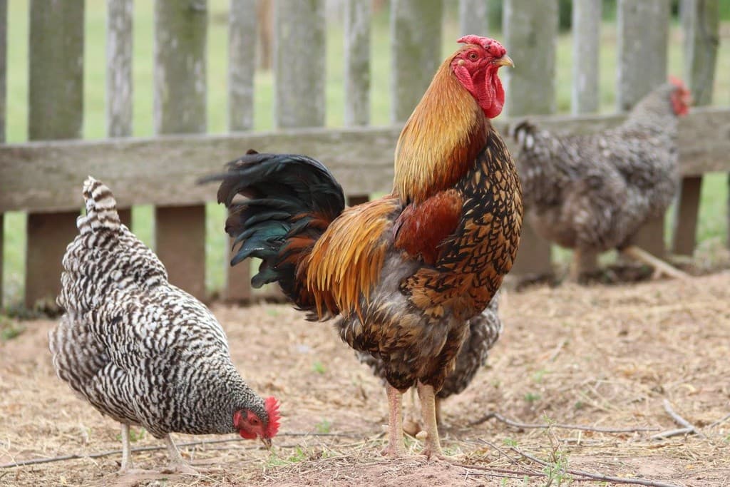 Washington on the Brazos State Historic Site Farmers Market