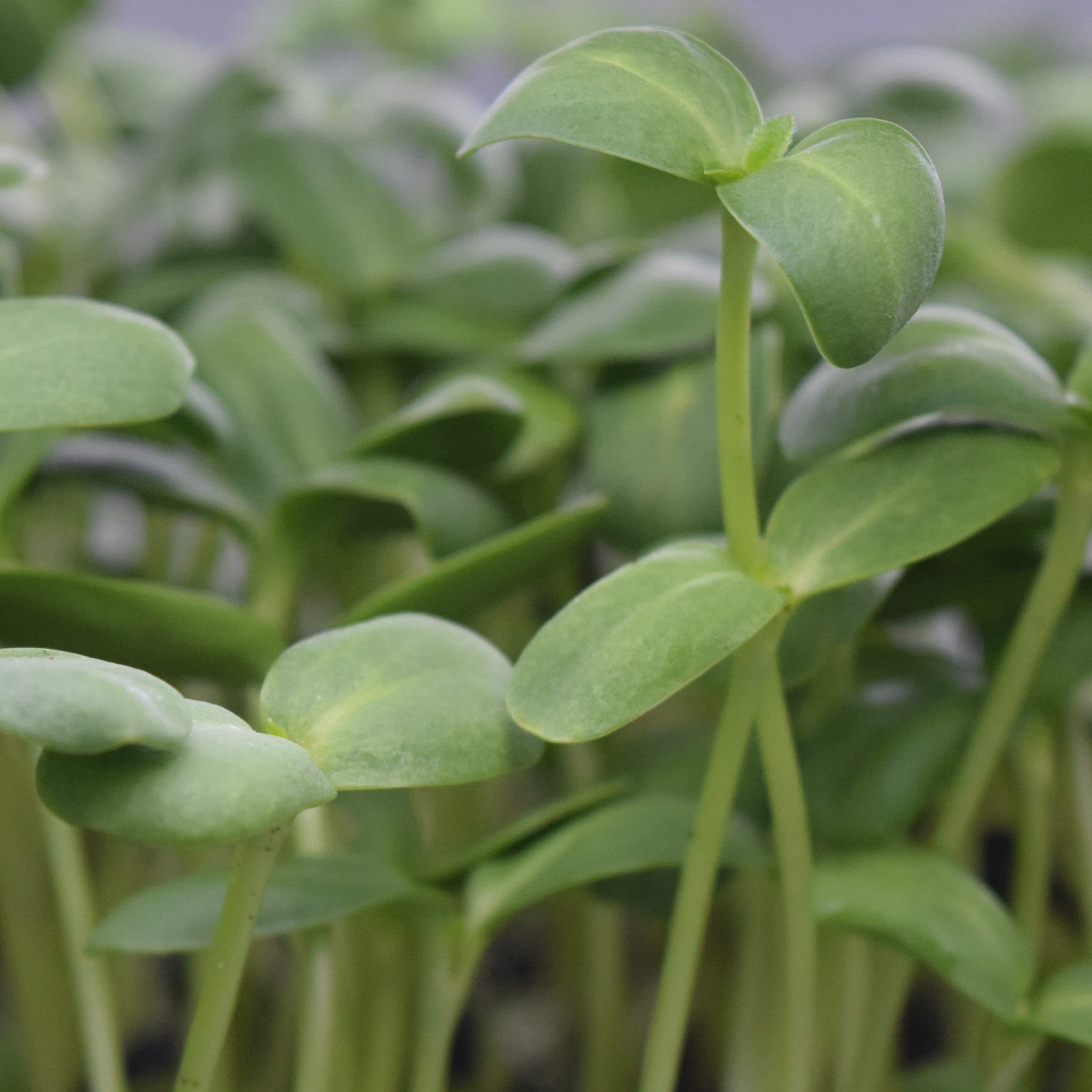 Fort Rig Microgreens