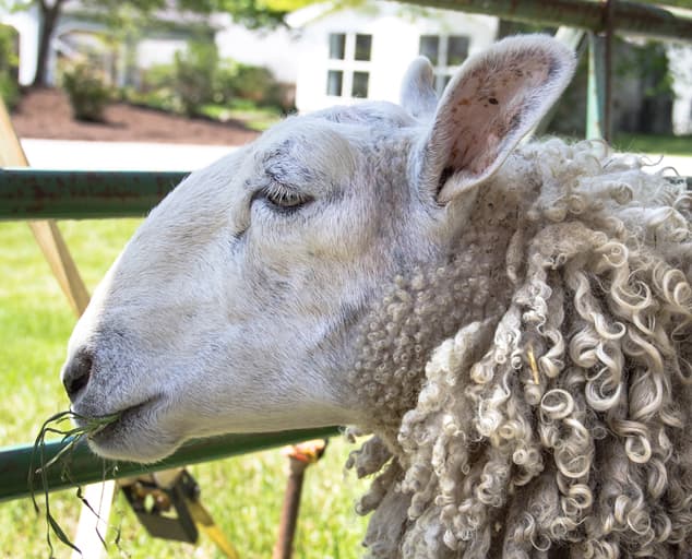 Lake Metroparks Farmpark
