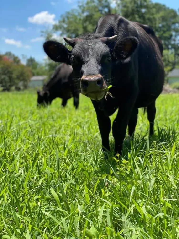 Farms Helping Families Corp