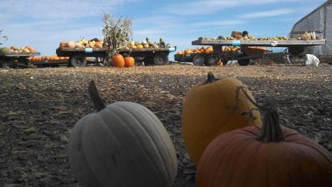 Knapton's Raspberries, Pumpkins & Orchard