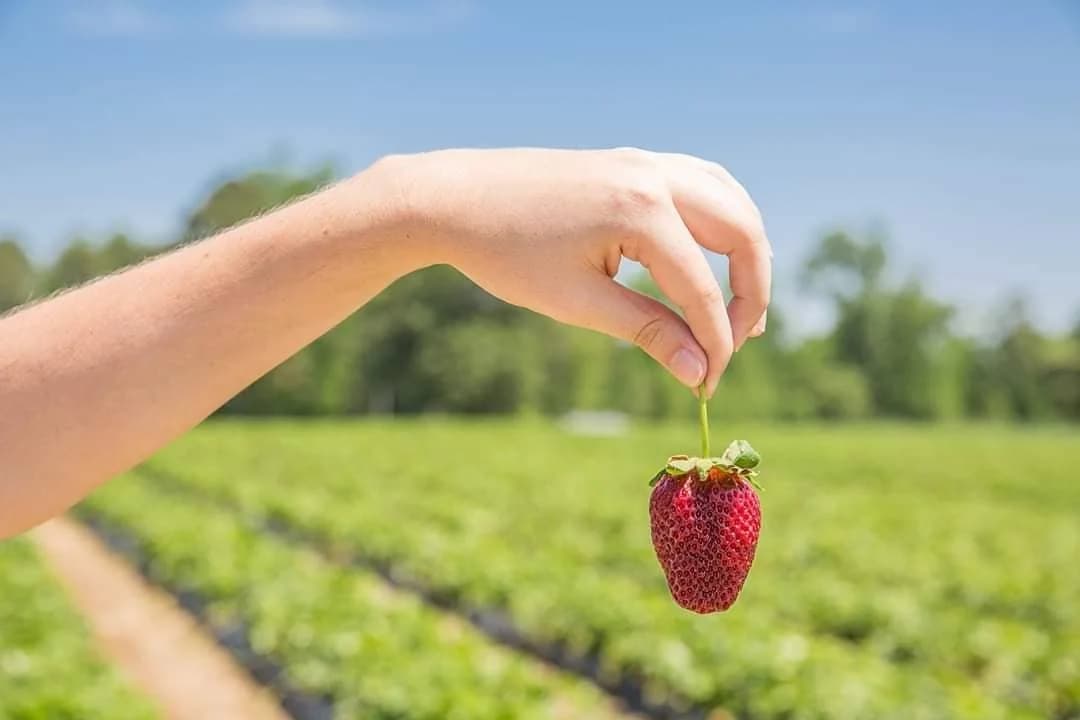 Porter Farms & Nursery Farm Market