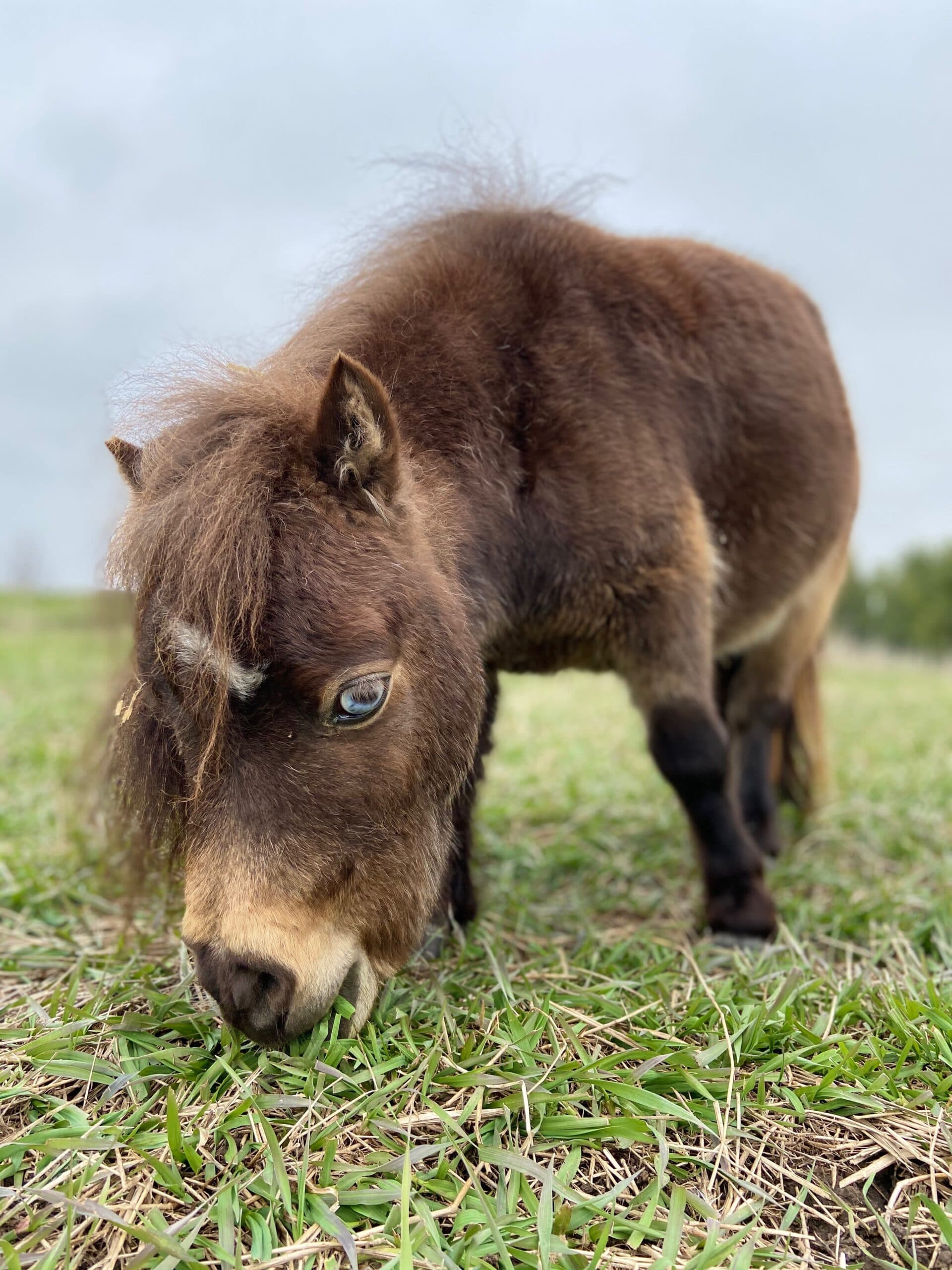 Heartland Farm Sanctuary