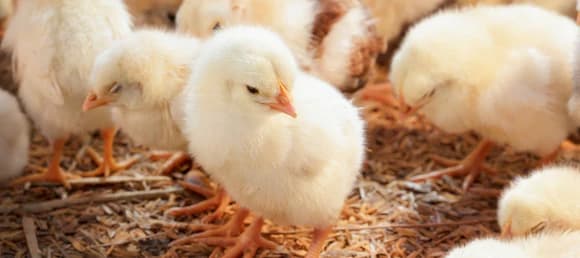 D & L Farm and Home - Denton