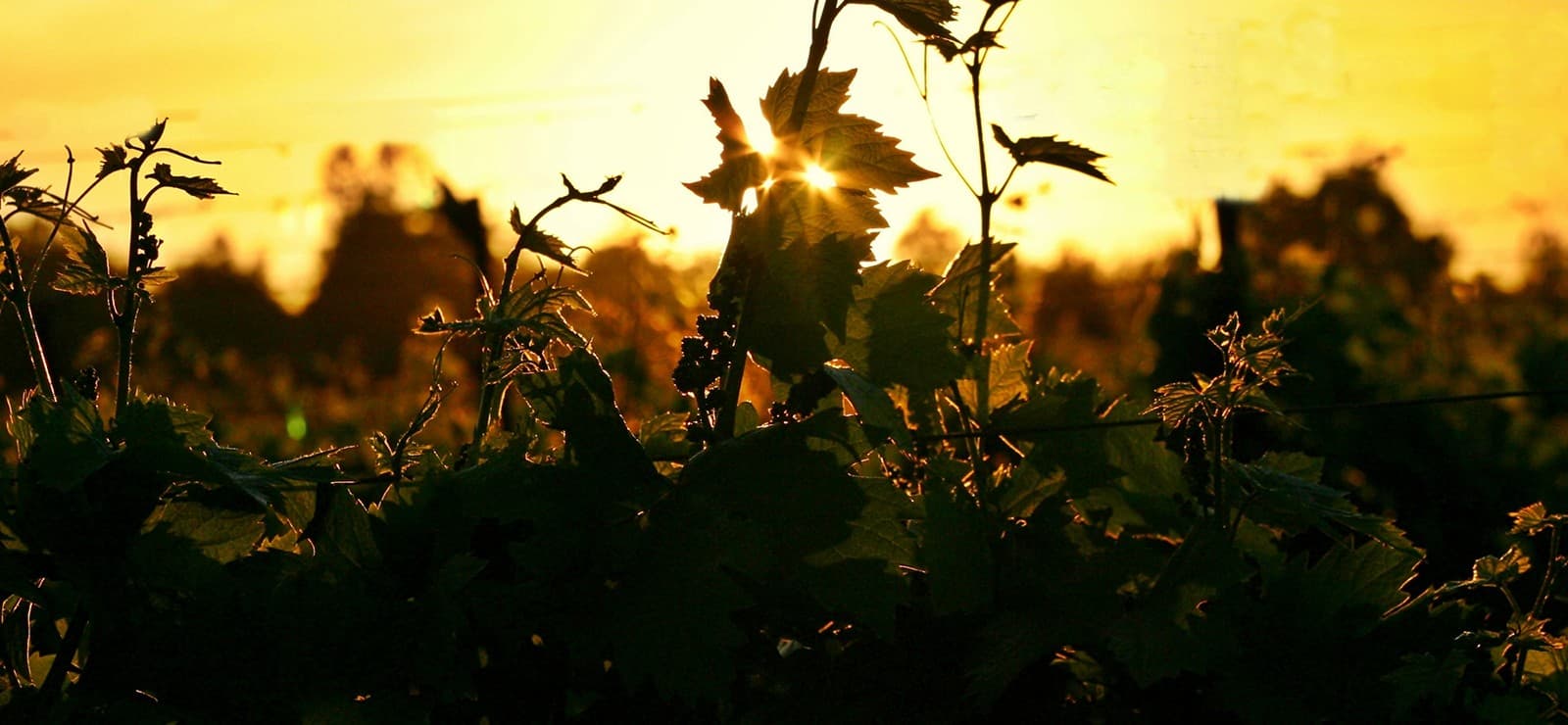 Klinker Brick Winery