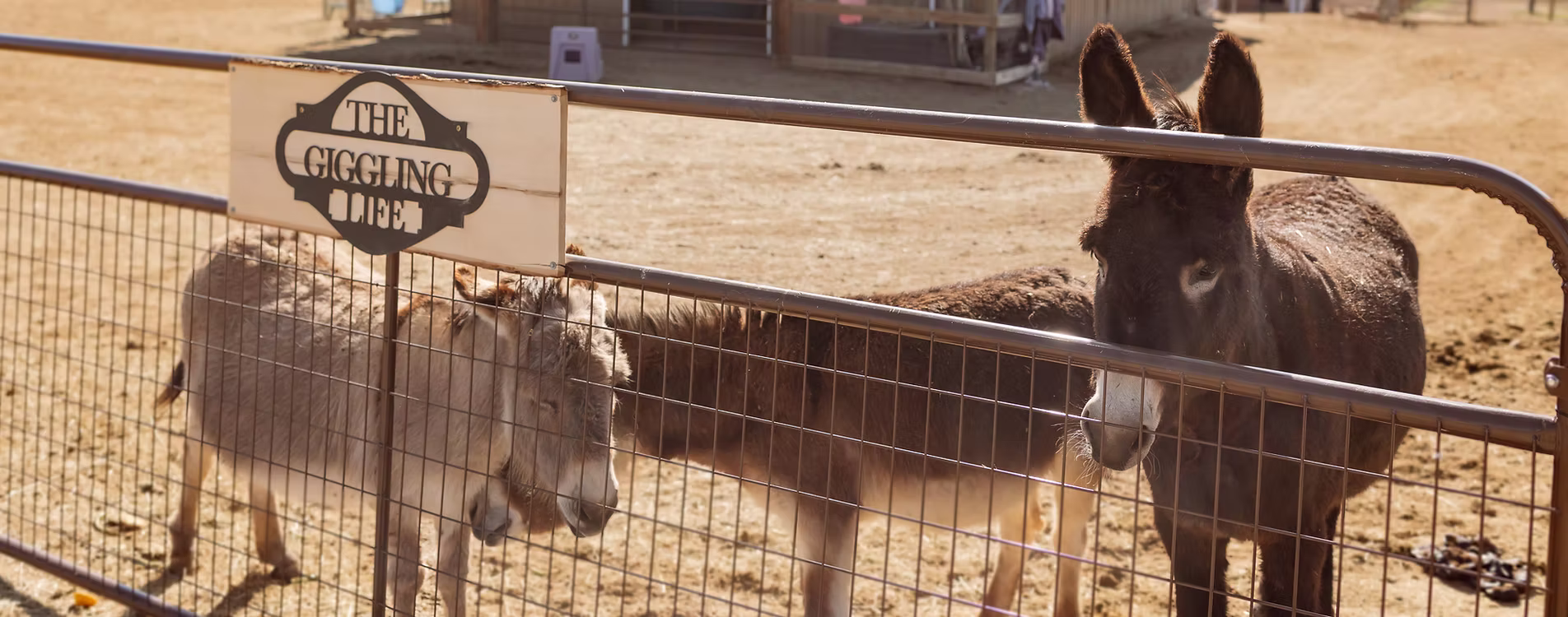 The Giggling Life Care Farm