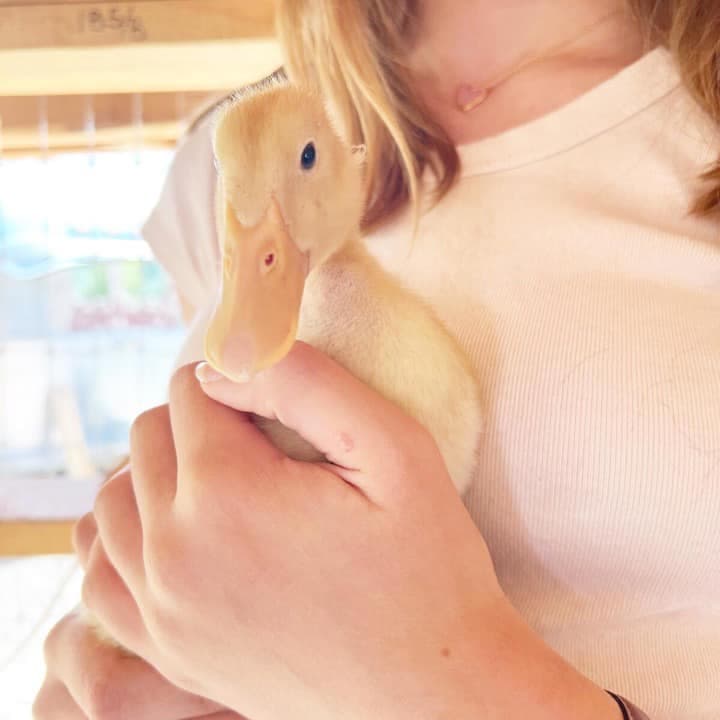 Cuteness Attack Farm