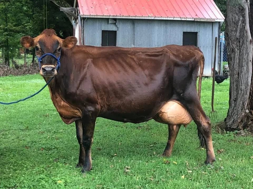 Everson Jerseys Dairy Farm LLC