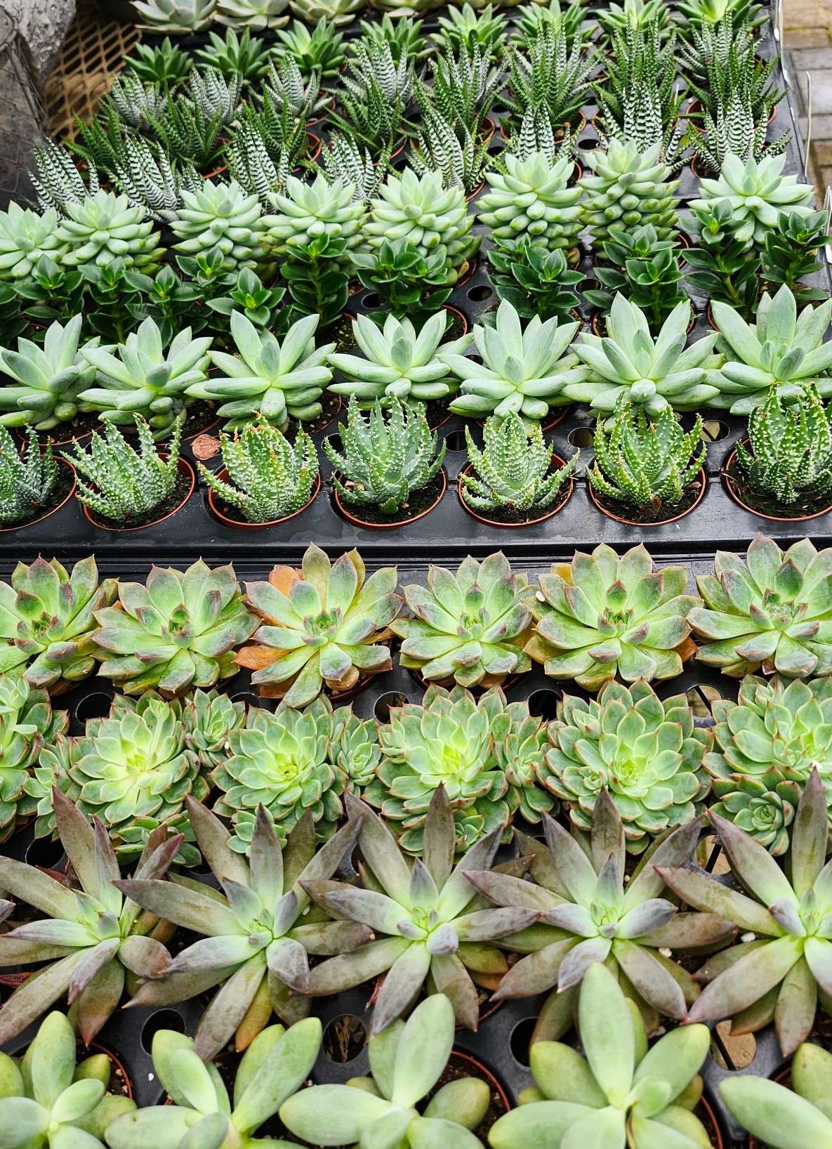 Gregor Farm & Greenhouse Inc