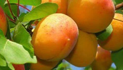 Genesis Organic Farm