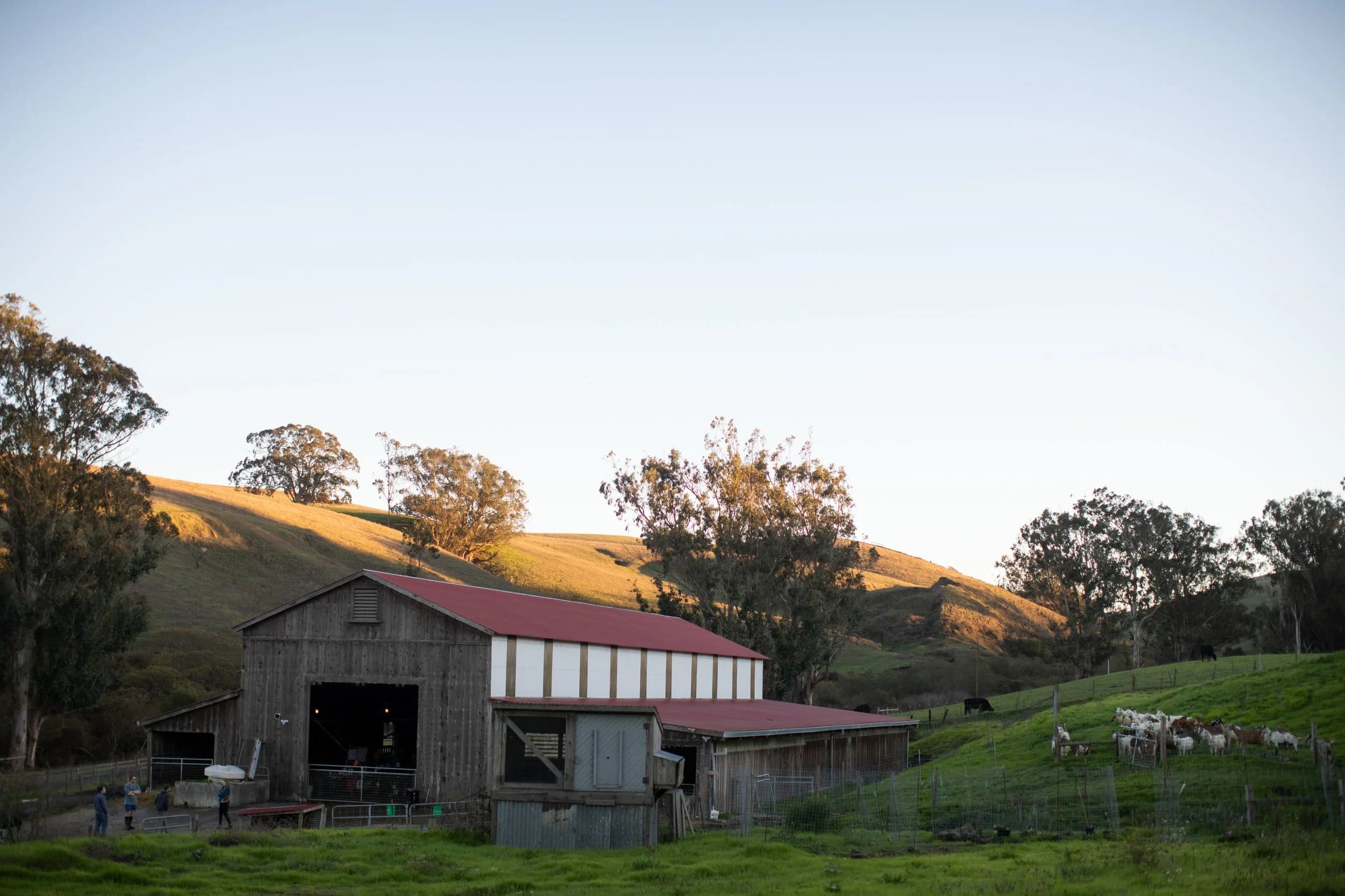 Toluma Farms & Tomales Farmstead Creamery